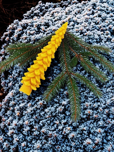 Świeca z wosku pszczelego-Jodła wysoka